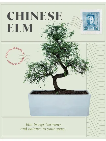 The Chinese Elm bonsai is a classic symbol of harmony and balance. Sourced for its resilience and timeless charm, it’s a perfect piece of Eastern artistry for your home.
