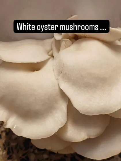 A cluster of white oyster mushrooms ready for harvest, the successful result of the children's careful cultivation.