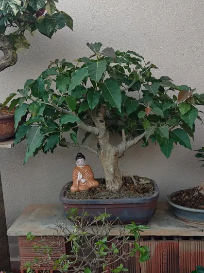 A serene Bodhi tree (Ficus Religiosa) bonsai with a Buddha figurine meditating beneath it. This setup is perfect for creating a spiritual corner, inviting peace and wisdom into your home.