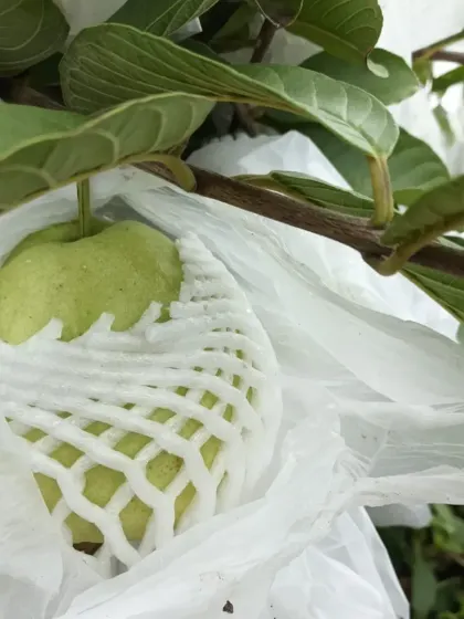 Another look at our guava fruit protection method.