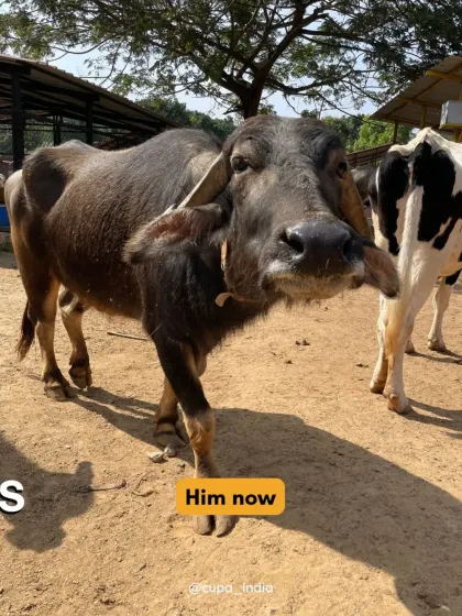 The transformation is why we never give up. This beautiful buffalo is now healthy, strong, and living peacefully at our center, a world away from his past struggles.