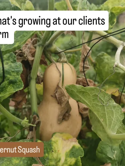 A butternut squash ripening on the vine at a client's farm. It's incredibly rewarding to grow more exotic vegetables right in your own backyard.