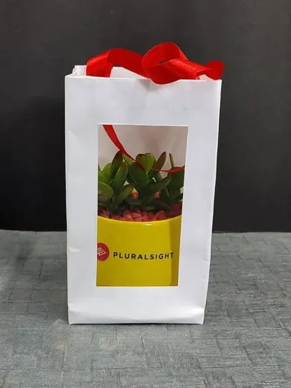 A Jade plant gift for Pluralsight, visible through the window of its elegant paper gift bag.
