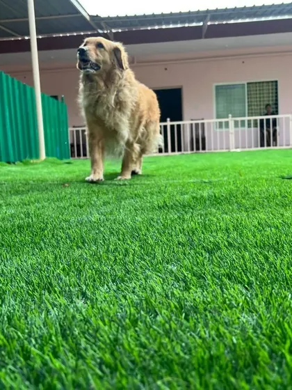 A wide view of a golden retriever in the play yard, showing the ample room dogs have to roam and explore.