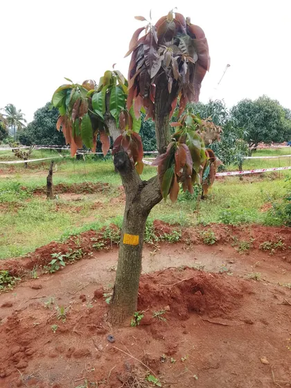 This transplanted tree, marked with a yellow band for tracking, is showing excellent new foliage. We monitor trees post-transplant to ensure they are adapting well.