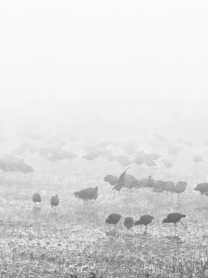 Grey-headed Swamphens forage on a foggy winter morning in the Mandhoti Wetland, their dark bodies creating a beautiful pattern against the white mist.