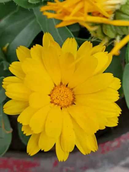 A yellow Calendula with buds in the background.