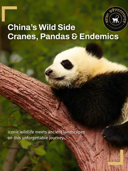 A Giant Panda rests on a tree branch, the iconic symbol of China's wildlife. Our 14-day tour through China's wild side includes visits to panda reserves and the crane-filled wetlands of Poyang Lake.
