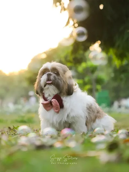 A whimsical portrait of Oreo the Shih Tzu sitting in a field of bubbles, looking perfectly charming with his pink and red bow.