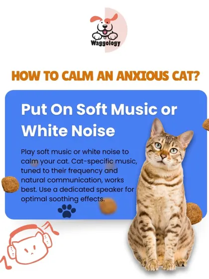 Anxious cats need a calm and predictable environment. This series of tips explains how to help a nervous cat by providing a safe space, making time for gentle play, and using tools like soft music.