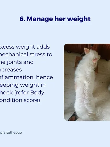 Tip 4: Manage their weight. Excess weight adds mechanical stress to the joints and increases inflammation.