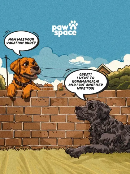Our services make every destination, whether it's Koramangala or another country, an easy and safe trip for your pet. They'll come back with stories to share.