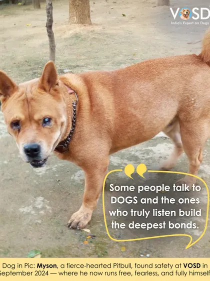 Myson, a fierce-hearted Pitbull, found safety at VOSD. Here, he can run free and be himself without fear or judgment.