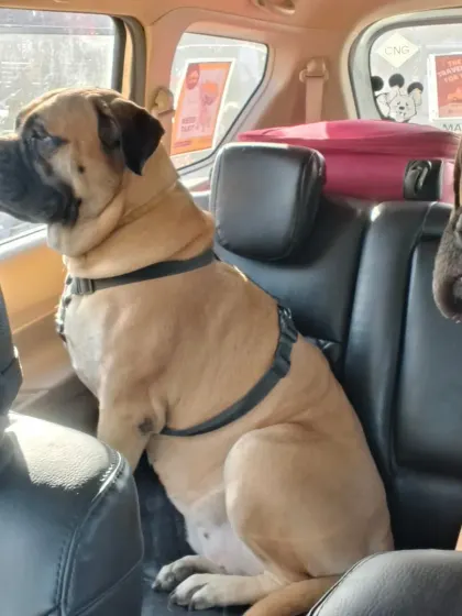 Zella and Zoro enjoying the view from the back. My car has enough space for two large dogs to sit comfortably.