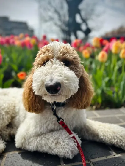 This is Poppy, a doll of a dog who needed confidence around new people and environments. After training, she is a whole new woman, confident and happy.