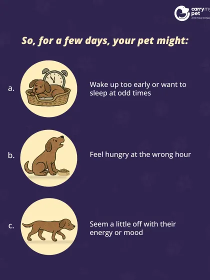 For a few days after travel, your pet might wake up at odd times, feel hungry at the wrong hour, or seem low on energy. This is a normal part of adjusting to a new time zone.