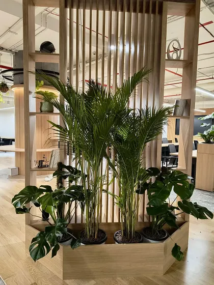 This custom wooden planter is built into a shelving unit, creating a seamless integration of furniture and nature. It's filled with Areca Palms and Monsteras, which thrive in the bright, indirect light of the office.