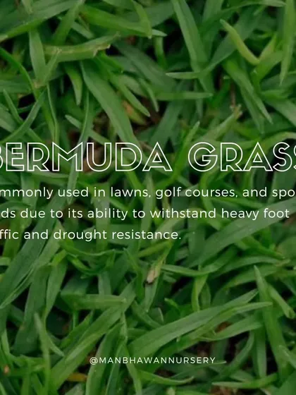 Bermuda grass is a popular, practical choice for its excellent drought resistance and ability to withstand heavy use. It's a go-to for sunny lawns, golf courses, and sports fields that need to stay green and healthy.