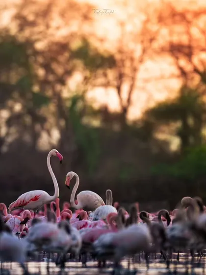 Two Greater Flamingos stand tall among a sea of Lesser Flamingos, their graceful necks forming elegant curves against the sunset-colored trees.