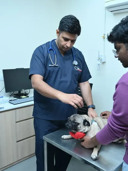 Inside our Ahmedabad clinic, a veterinarian consults with concerned pet parents about their pug. This image captures the attentive, personal care we provide during every checkup.