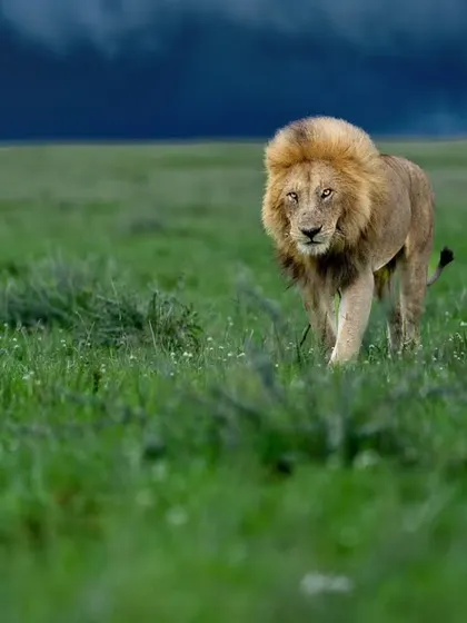 The king walks towards the camera, undeterred by the impending storm.