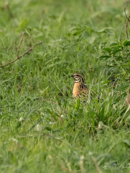 The original color version of the Rain Quail in the grass.