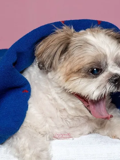 Sushi the Shih Tzu, looking sleepy and adorable under a blue blanket.