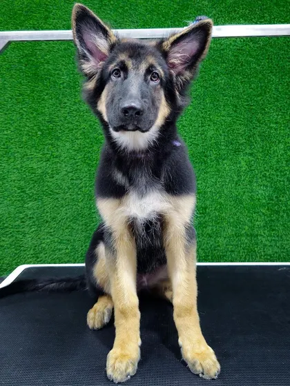 It's important to start grooming early. This German Shepherd puppy is getting accustomed to the grooming table and the process, ensuring a lifetime of stress-free grooming sessions.