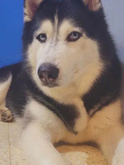 A Husky giving a serious look. They are very expressive.