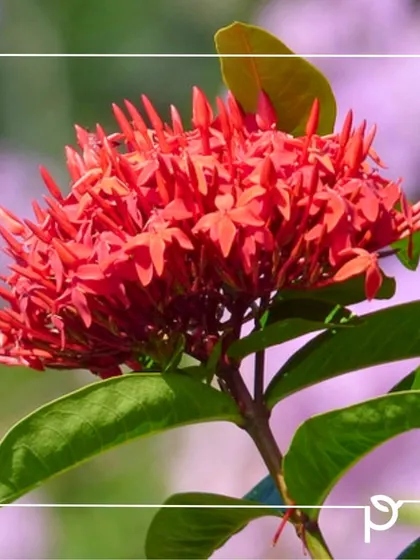 A close-up of a bright red Ixora flower cluster. Its perennial nature and hardiness make it a reliable and beautiful choice for low-maintenance landscaping.