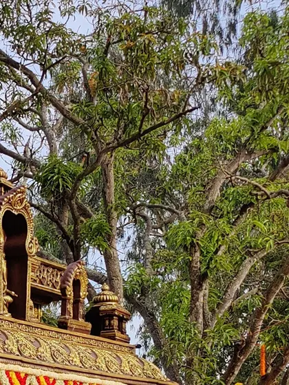 The top of an intricately carved temple-style mandap set against a natural backdrop of trees, showcasing the seamless integration of our traditional designs with outdoor venues.