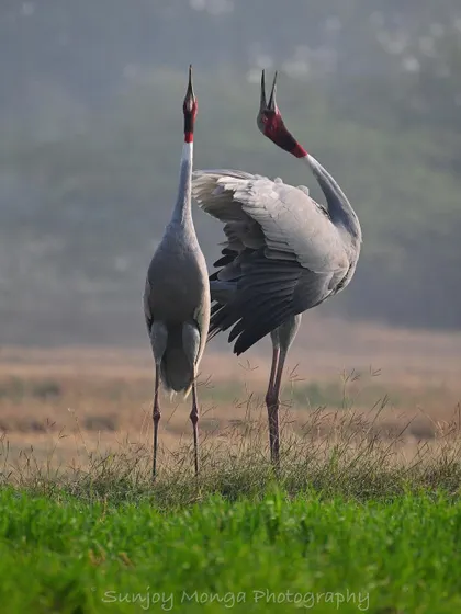 The sonorous Sarus Crane, India's tallest bird, indulges in its trumpeting duet. With necks stretched and bills pointing to the heavens, this behavior is a powerful display that helps maintain the deep bond between a pair.