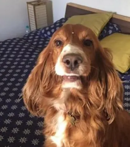 Roober's happy expression says it all. He has grown into such a wonderful companion.