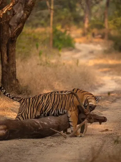 Sultana dragging her massive sambar kill. The sheer strength required for this is astounding and showcases the power of these apex predators.