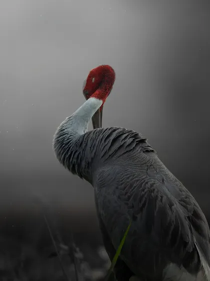 A Sarus Crane in the misty morning at Dhanauri Wetland. The soft light and moody atmosphere create a poignant portrait of this magnificent bird, the tallest flying bird in the world.