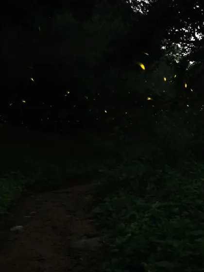 The magical dance of fireflies in a small, surviving pocket of Gurgaon. Our night walks are not just about tracking big animals; they are about experiencing the bioluminescent wonders that light up the dark.