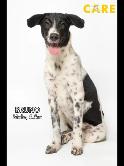 Meet Bruno, a handsome 6.5-month-old male with the most expressive eyes. His playful nature and friendly disposition make him a perfect addition to any family looking for a fun-loving dog.