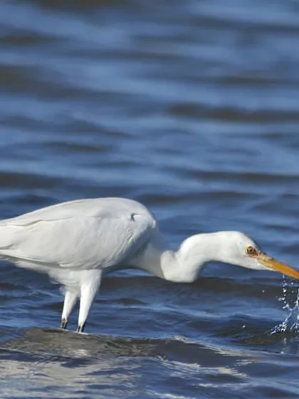 An Egret wades through the shallows, a common and elegant sight near our water bodies.
