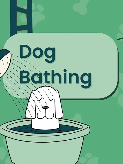 Dog bathing is one of our core services. We make it a pampering session filled with love and care.
