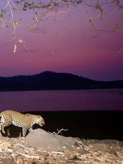 A leopard patrols a lakeshore at sunset, captured by a camera trap. The beautiful colors in the sky and the water create a stunning environment for this elusive cat.