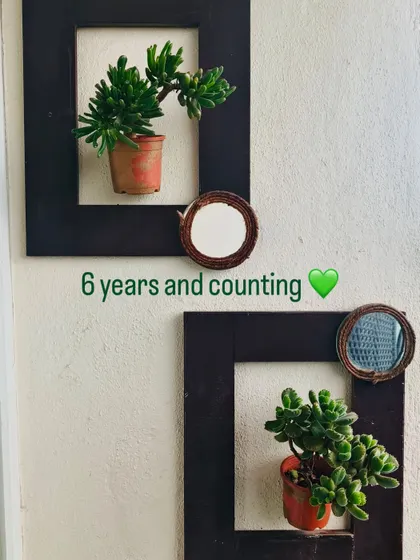 A six-year update on our repurposed shutter frames. This shows that with a little creativity, you can create lasting garden features that are both beautiful and sustainable.
