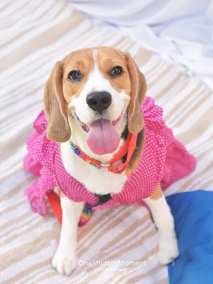 Such a happy face! This beagle is all smiles during her outdoor picnic session. The natural light and relaxed setting make for beautiful, joyful portraits.