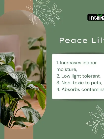 The Peace Lily is a wonderful plant for improving indoor humidity and is tolerant of low light, making it a peaceful and low-maintenance addition to your home.