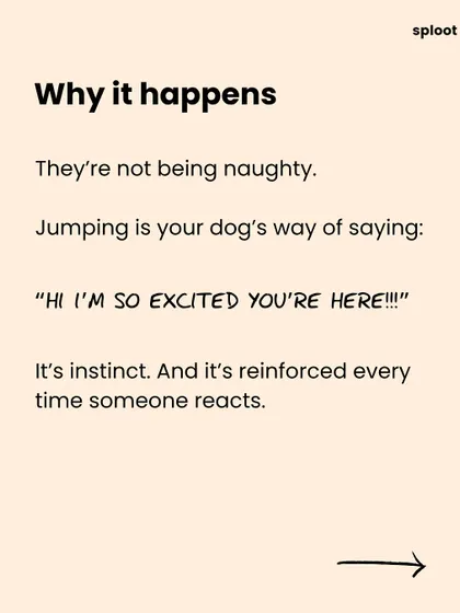 Here's why your dog jumps on people. It's not bad behavior; it's an instinctual, excited greeting. Understanding the 'why' is the first step to effectively managing the behavior.