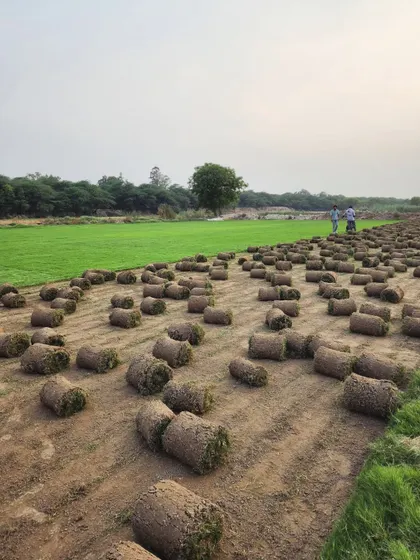 Rows of freshly cut grass turf rolls, ready for collection and transport. This image showcases the sheer quantity we can handle for large-scale landscaping, from sports grounds to massive residential plots.