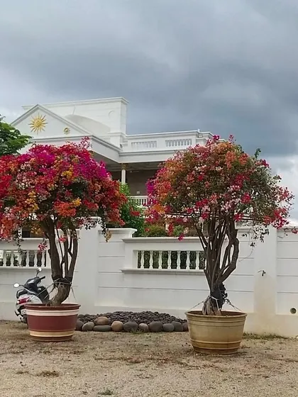We sourced and placed these two large, mature bougainvillea trees in terracotta pots to act as a colorful, living gateway. Their vibrant flowers provide a stunning contrast against the property's white boundary wall.