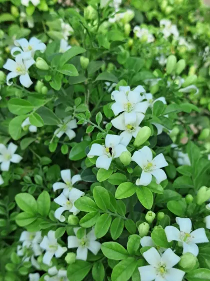 Another close-up of the fragrant Madhukamini flowers.