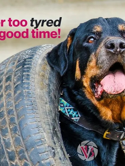 Never too "tyred" for a good time! This playful Rottweiler shows that studio shoots can be fun and incorporate your pet's favorite (and unconventional) toys.