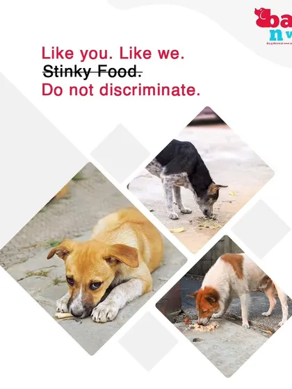 Like you, like us. Dogs, including the street dogs we care for, deserve nutritious food, not stinky leftovers. We advocate for feeding all animals with dignity and respect.