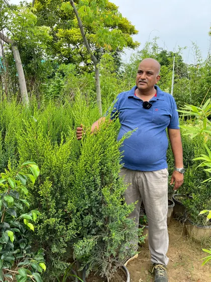 This lush green shrub is another example of the healthy, large-sized stock I maintain for landscaping projects. We ensure every plant is robust and ready to thrive in its new home.